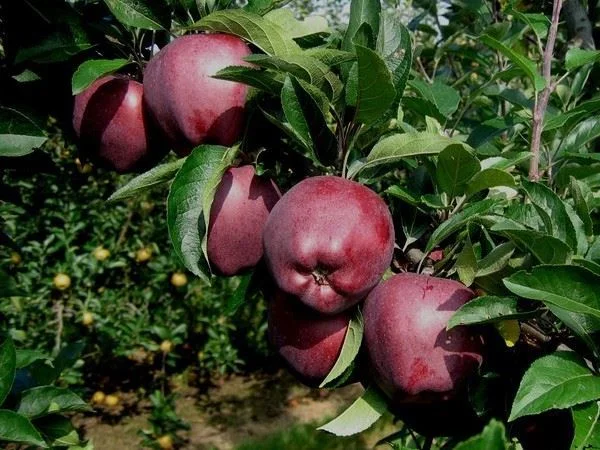 Apple Saplings