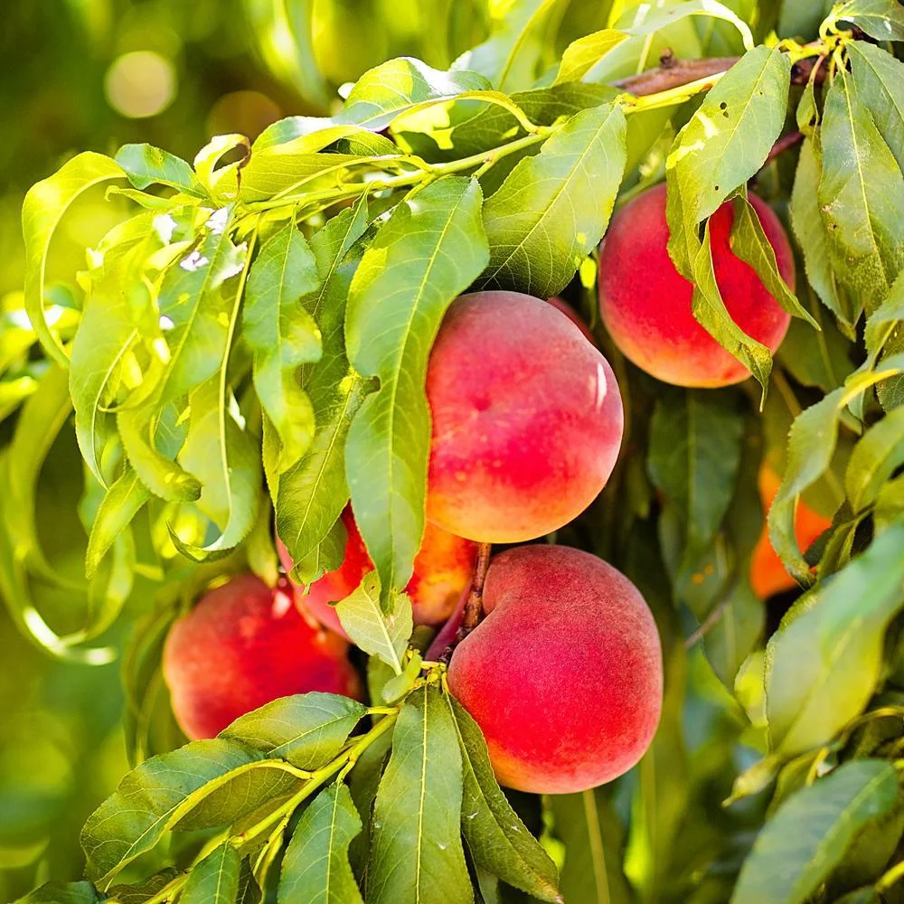 Peach Saplings