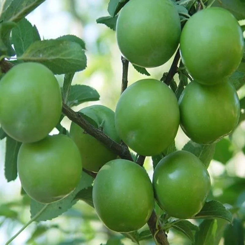 Plum Saplings