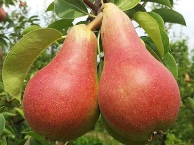 Pear Saplings