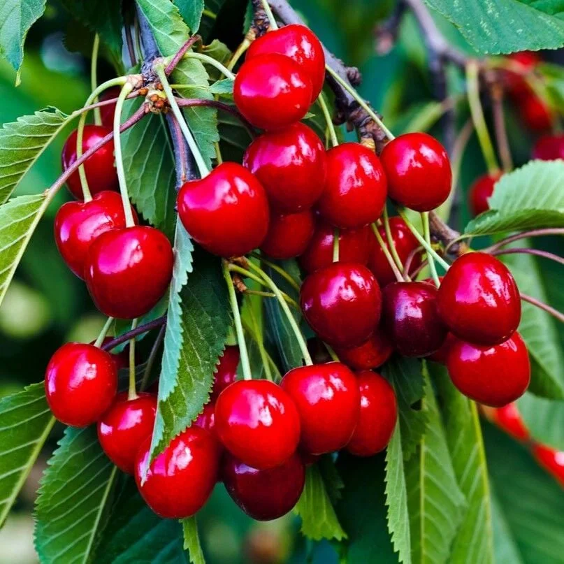 Cherry Saplings