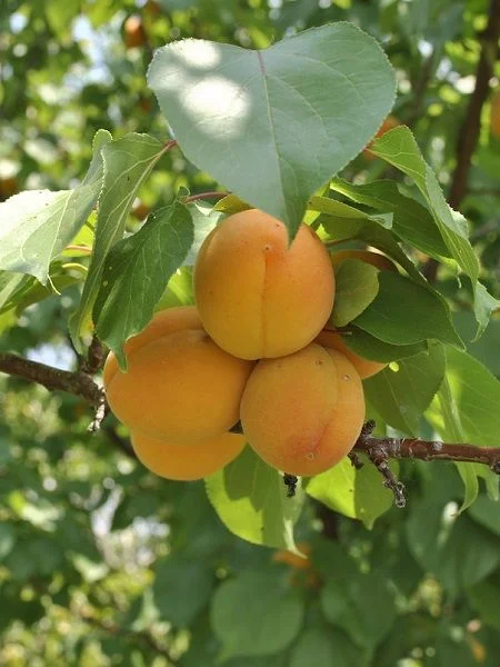 Apricot Saplings