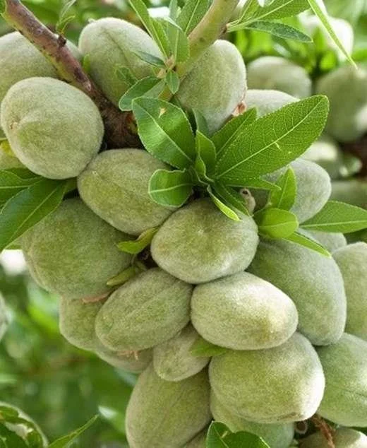 Almond Saplings