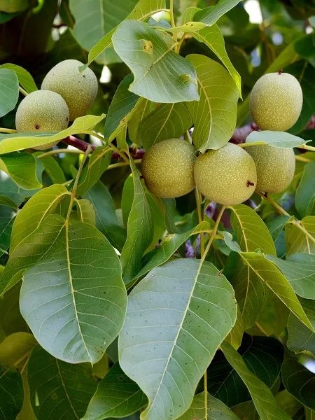 Walnut Saplings