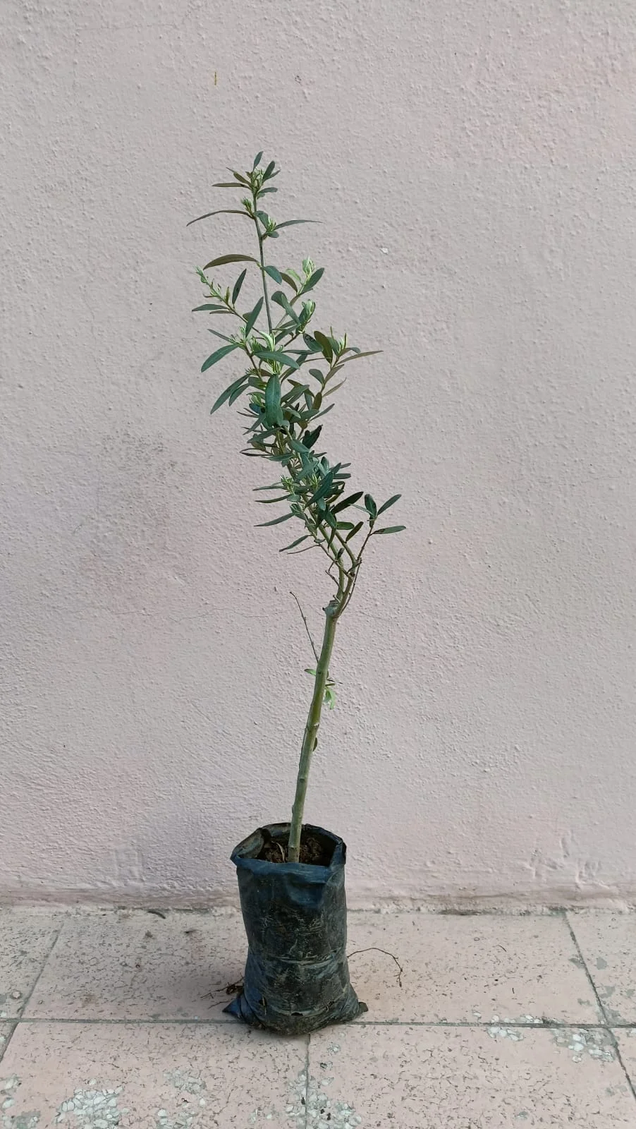 Memecik Olive Sapling