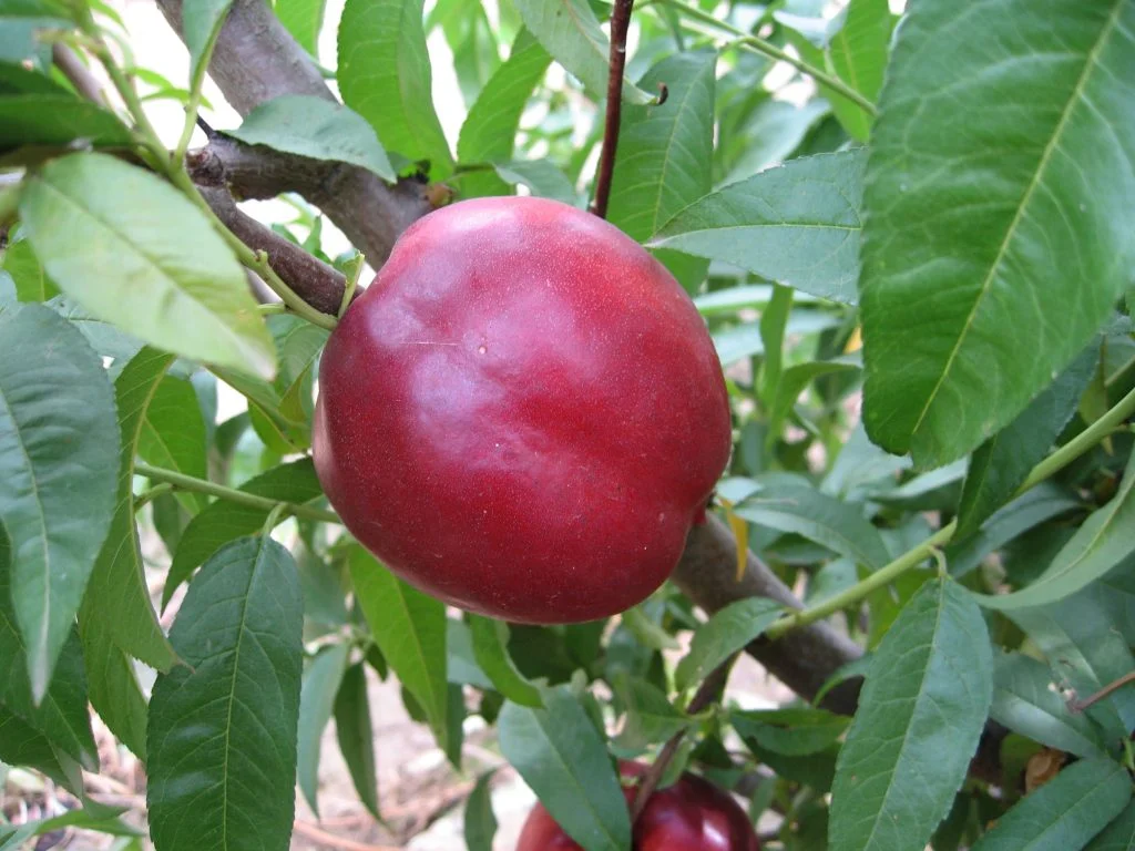 Extreme Red Nectarine