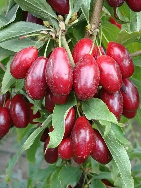 Kızılcık