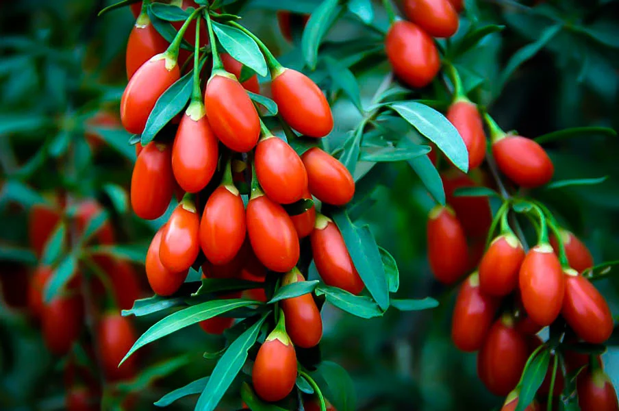 Goji Berry